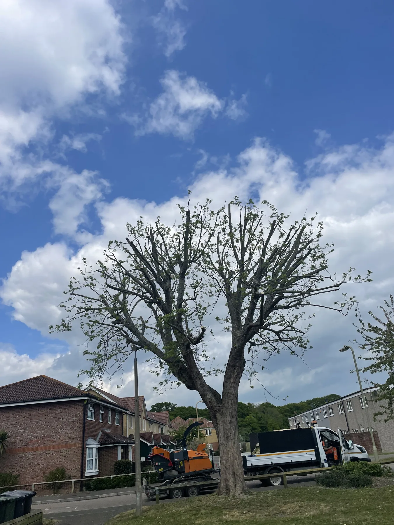 Reduction & pruning by Treevolution