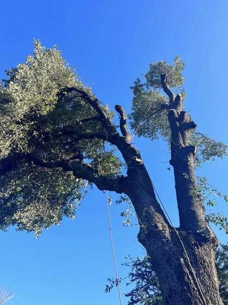 Controlled tree dismantling