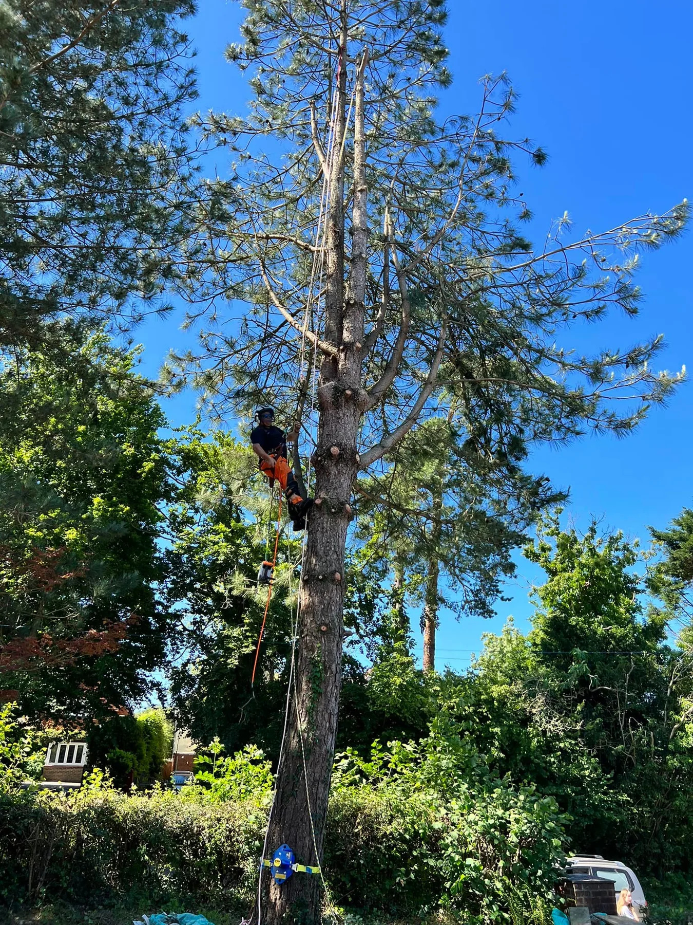 Treevolution tree surgeon carrying out controlled pine tree removal