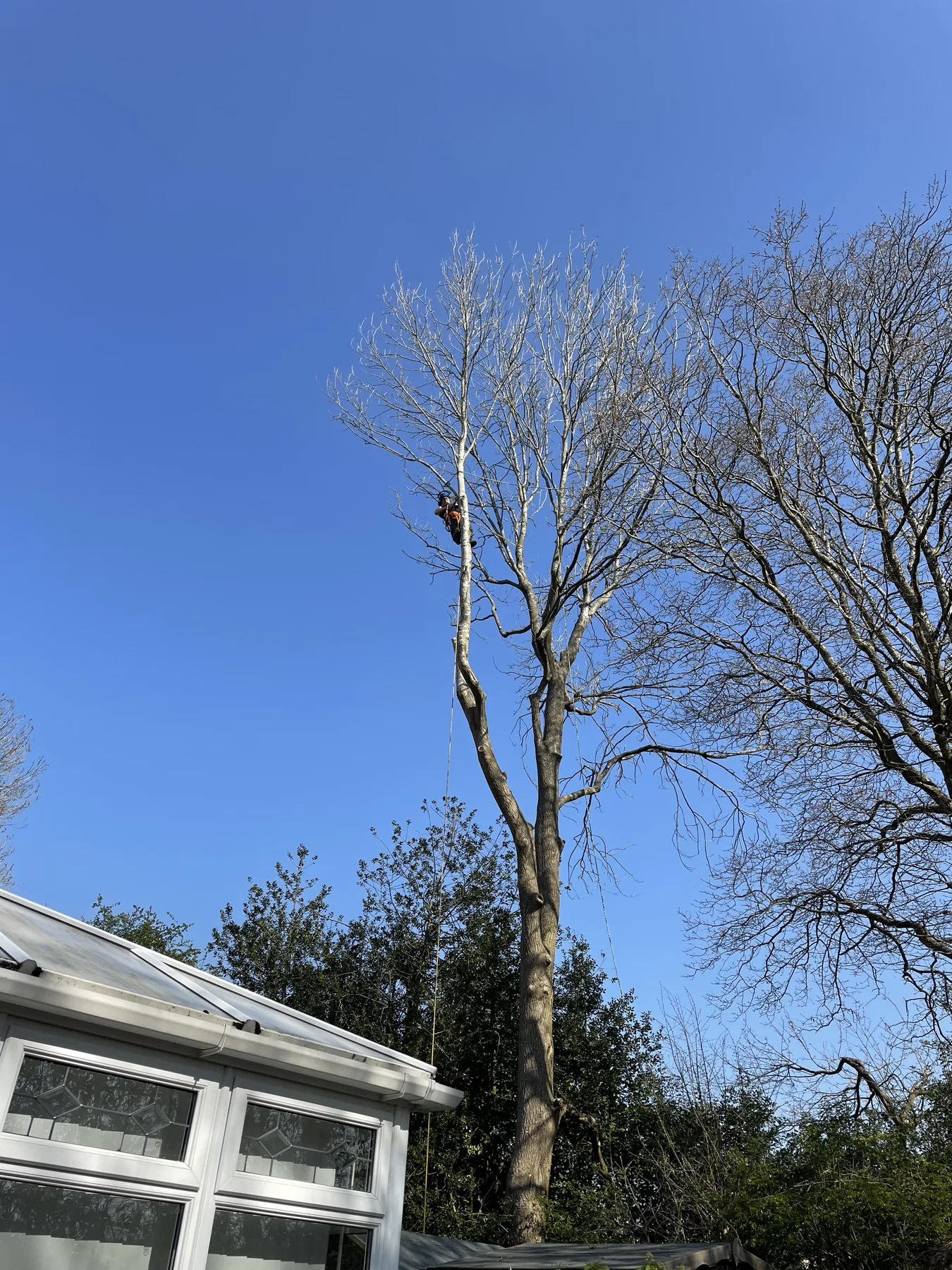 Tree surgeon working at height